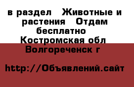  в раздел : Животные и растения » Отдам бесплатно . Костромская обл.,Волгореченск г.